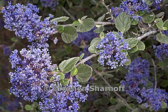 ceanothus tomentosus 5 graphic